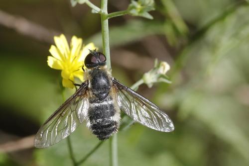Réf. 326 981 : Villa cingulata